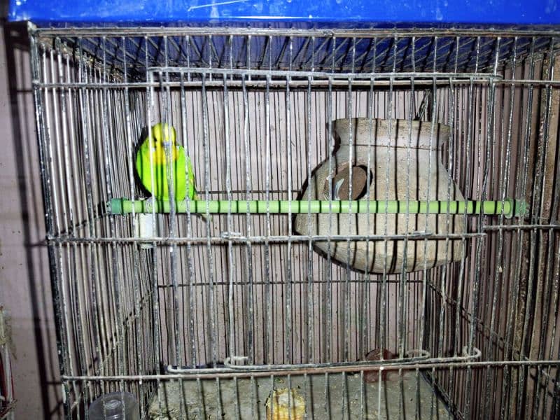 Budgies whole setup for sale 14