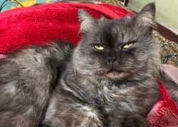 Grey black male persian cat