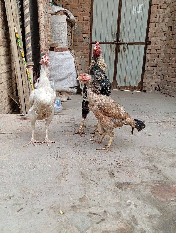 mianwali aseel pair 9