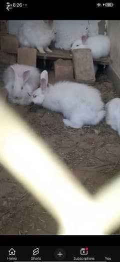 Angora  rabbit