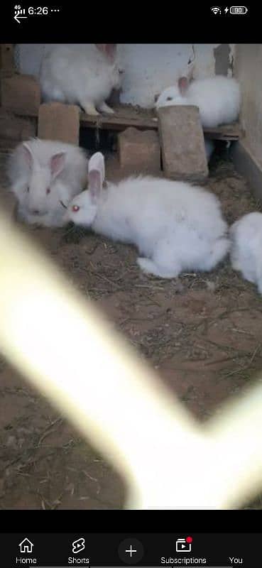 Angora  rabbit 0