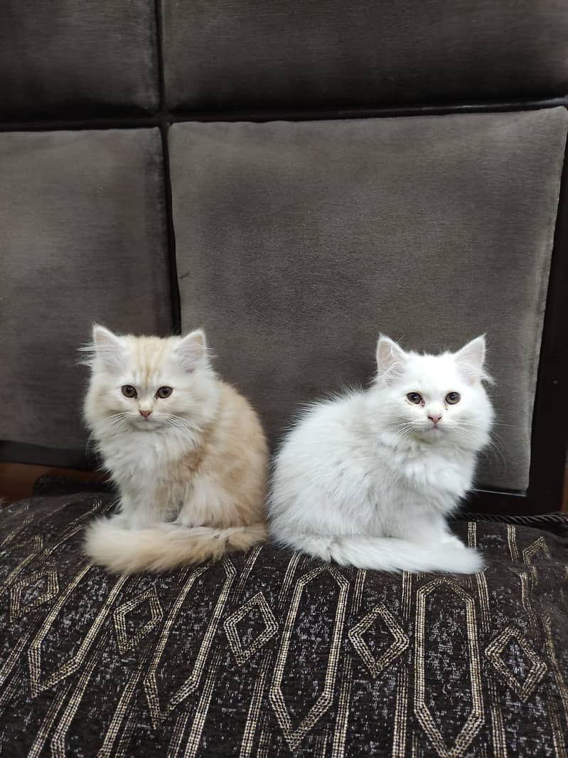 Pair of Persian kitten 0