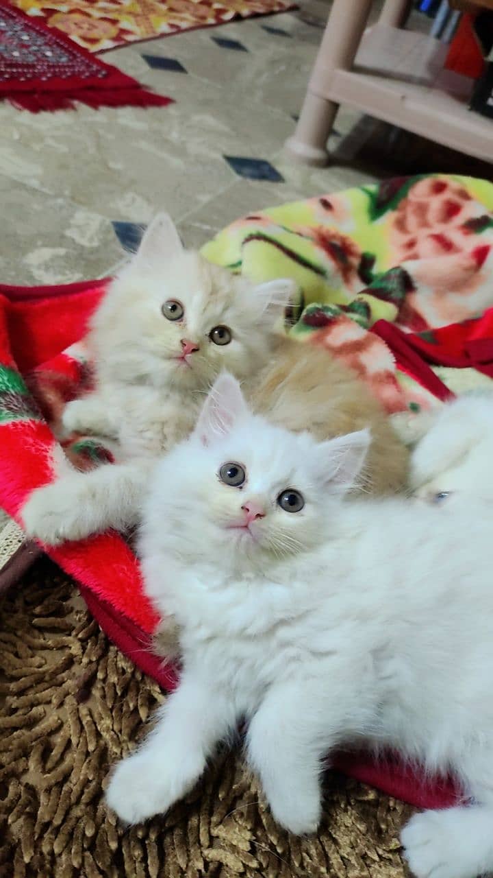 Pair of Persian kitten 1