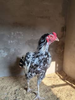 Aseel Meiawale breed