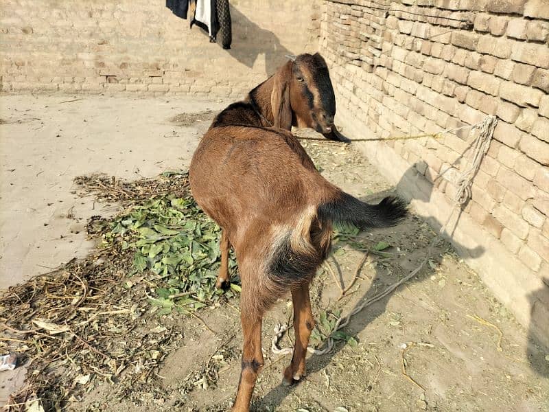 Goat for sale 2