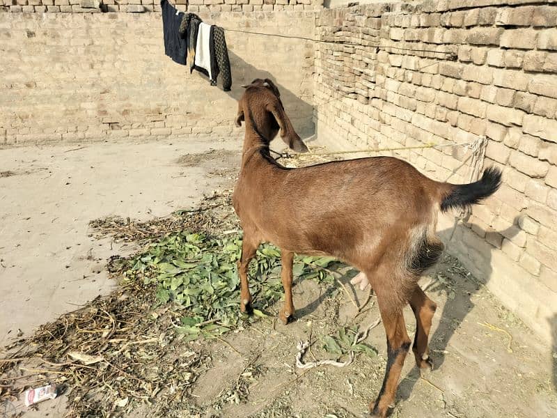 Goat for sale 3