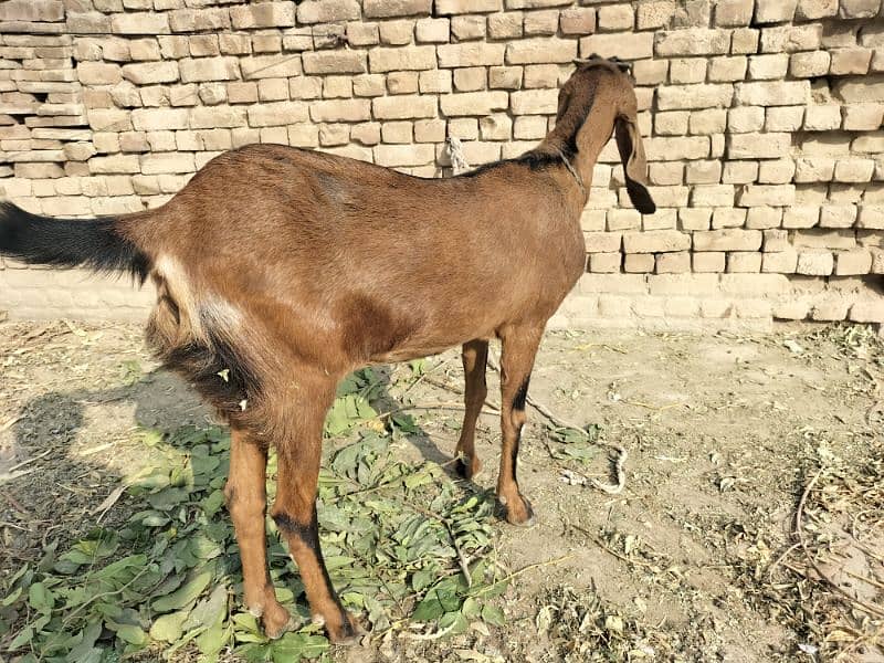 Goat for sale 4