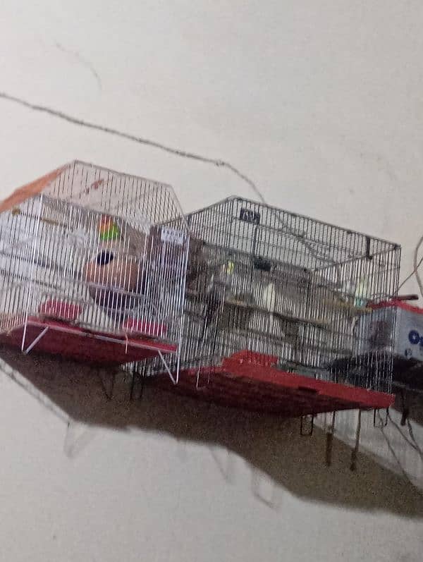 birds cage 0