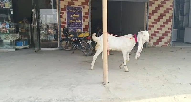 gulabi Bakra khasi 2