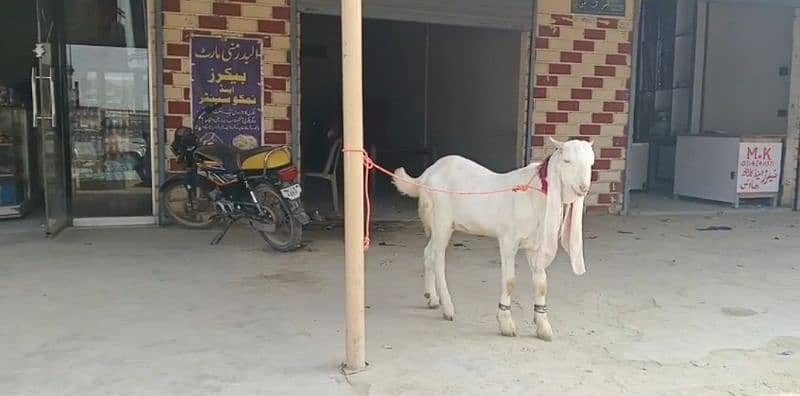 gulabi Bakra khasi 3