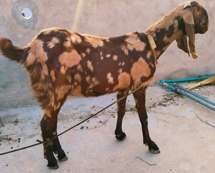 Breader male & female for sale 4