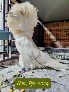 fancy pigeon. #jacobine#kabotr. . 03055318227. . 03105184376