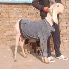 Rajanpuri bakri+ Male bacha