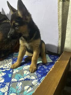 GSD