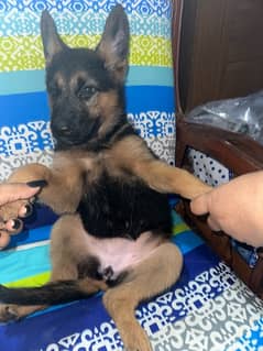 GSD puppys