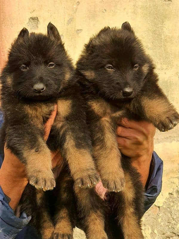 German Shepherd long coat male female available 1