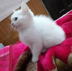 Persian kittens | Triple coated | Blue Eyes