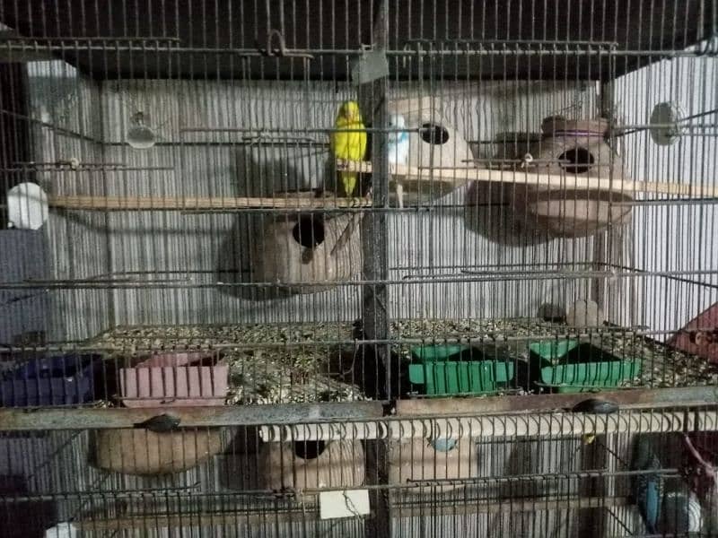 Breeding Budgies Pairs With Big Cages Of 8 and 12 Portions 1