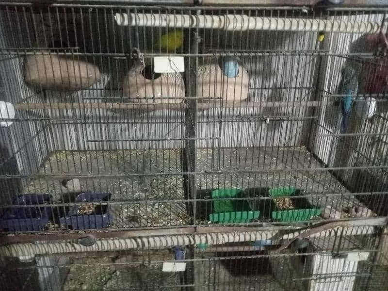 Breeding Budgies Pairs With Big Cages Of 8 and 12 Portions 2