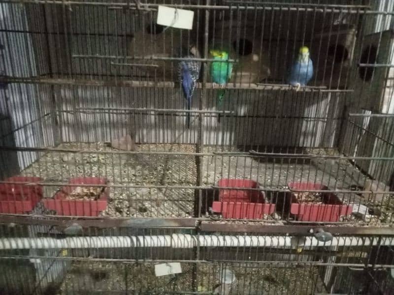 Breeding Budgies Pairs With Big Cages Of 8 and 12 Portions 3