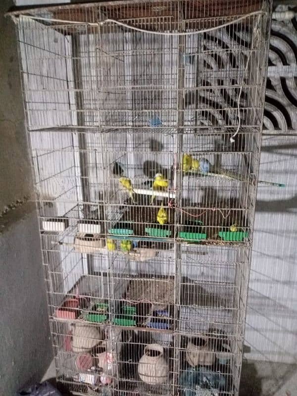 Breeding Budgies Pairs With Big Cages Of 8 and 12 Portions 4