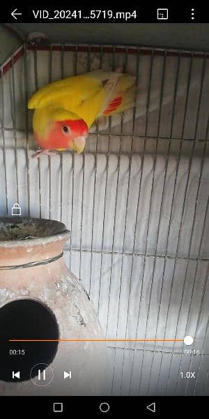 lotino male and love bird female 0