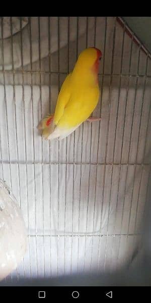 lotino male and love bird female 1