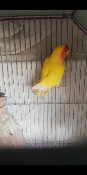 lotino male and love bird female 2