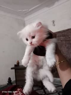 triple coated persian