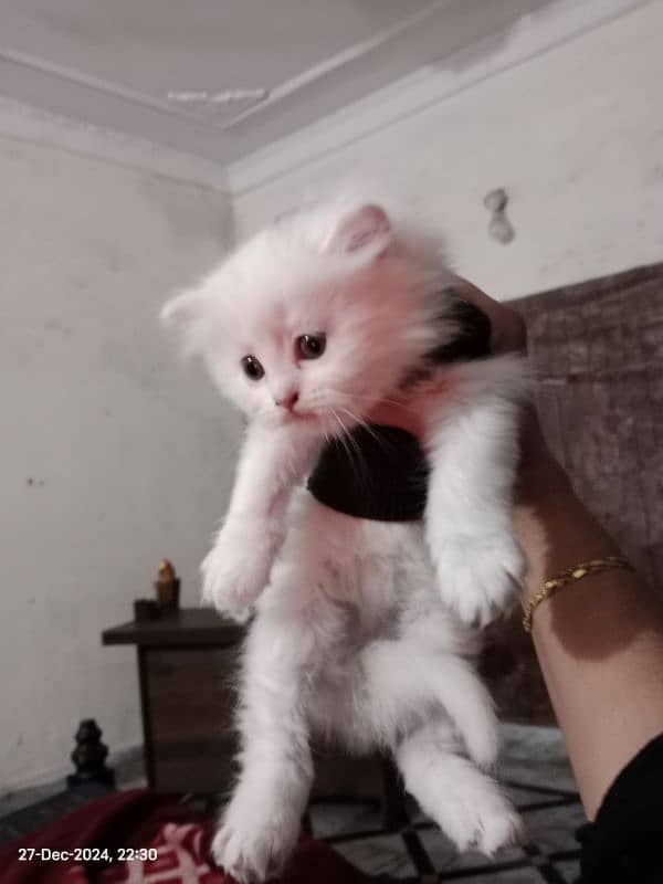 triple coated persian 0