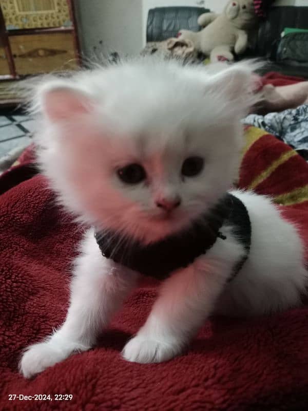 triple coated persian 1