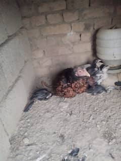 Aseel murgi with 3 chicks pure aseel