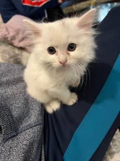 double coated persian kitten for sale