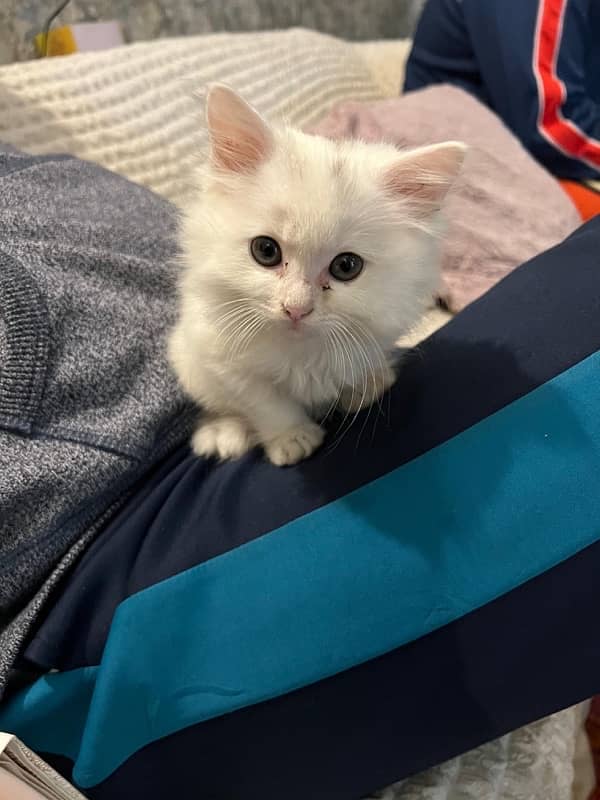 double coated persian kitten for sale 2