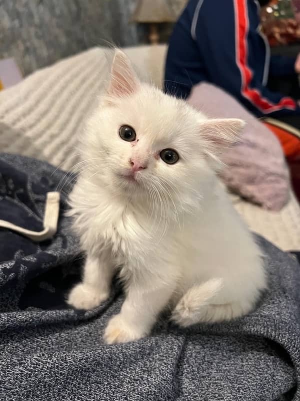 double coated persian kitten for sale 3