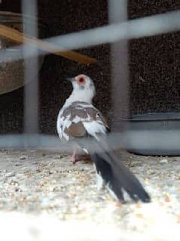 red pied dove 0