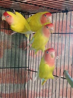 Lovebirds sale