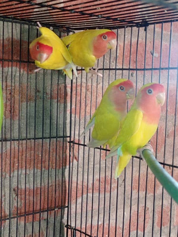 Lovebirds sale 1