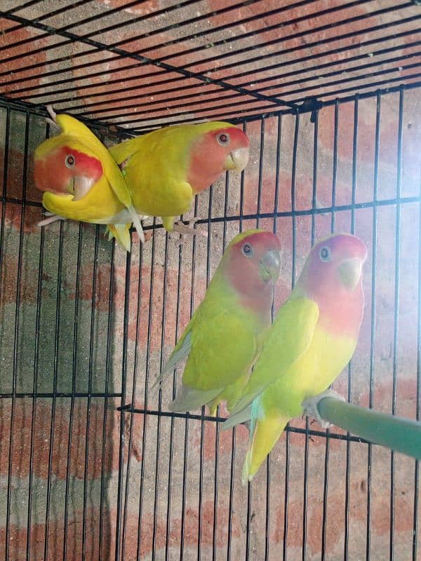 Lovebirds sale 4