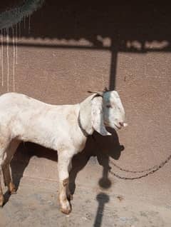 bakra