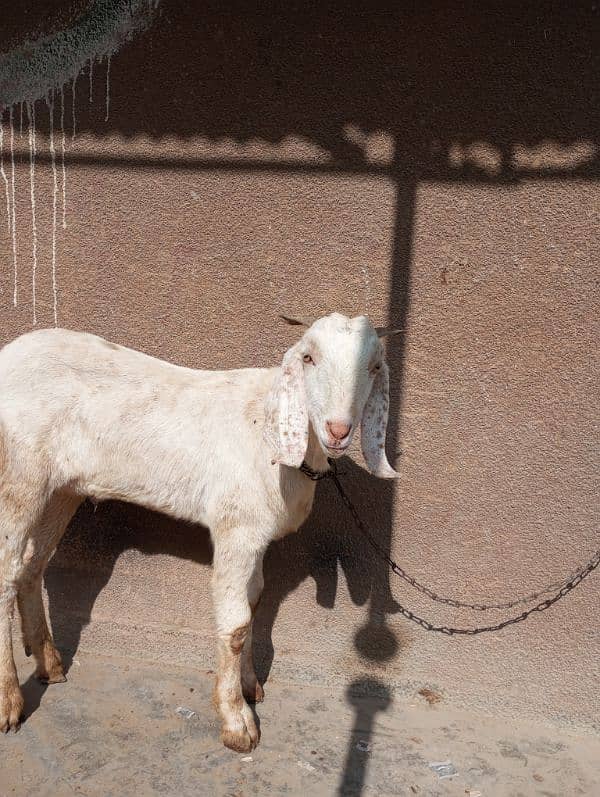 bakra for sale 1