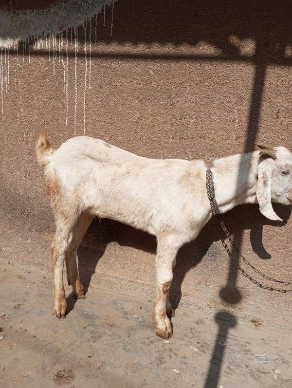 bakra for sale 2