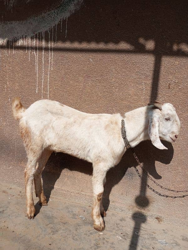 bakra for sale 3