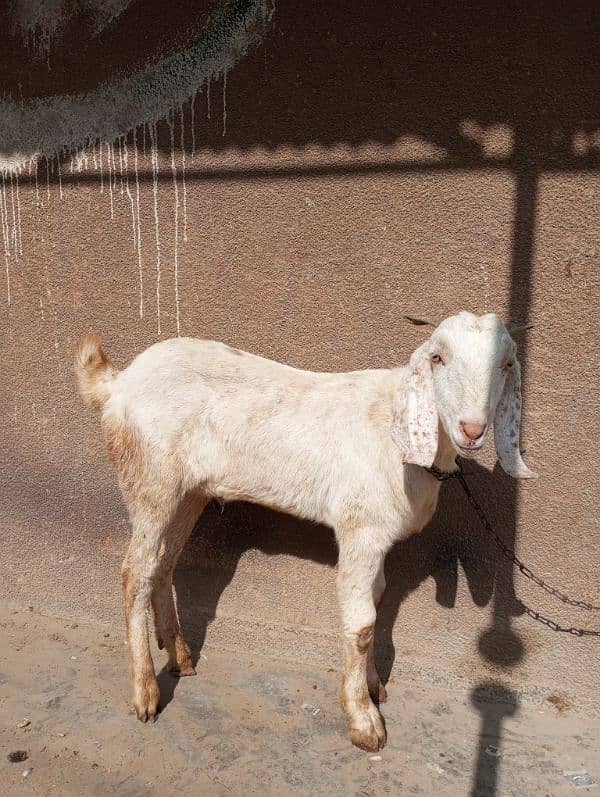 bakra for sale 4