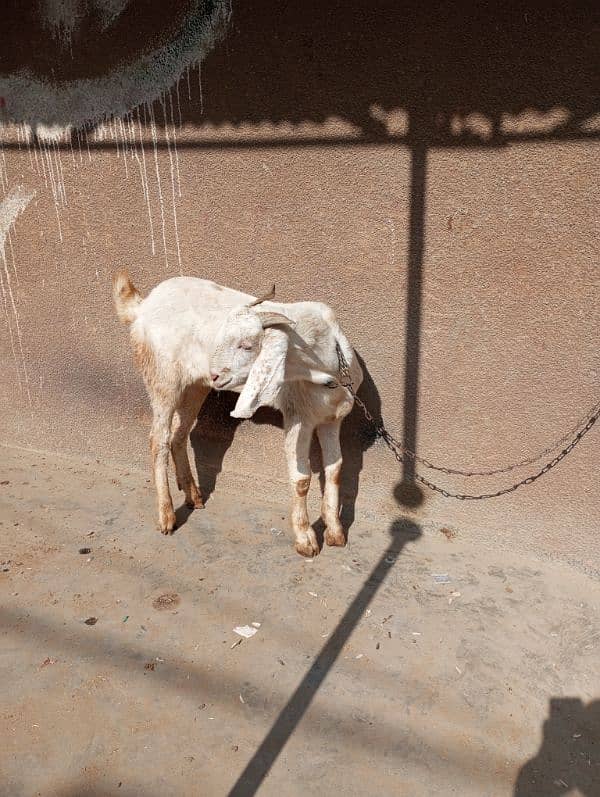 bakra for sale 5