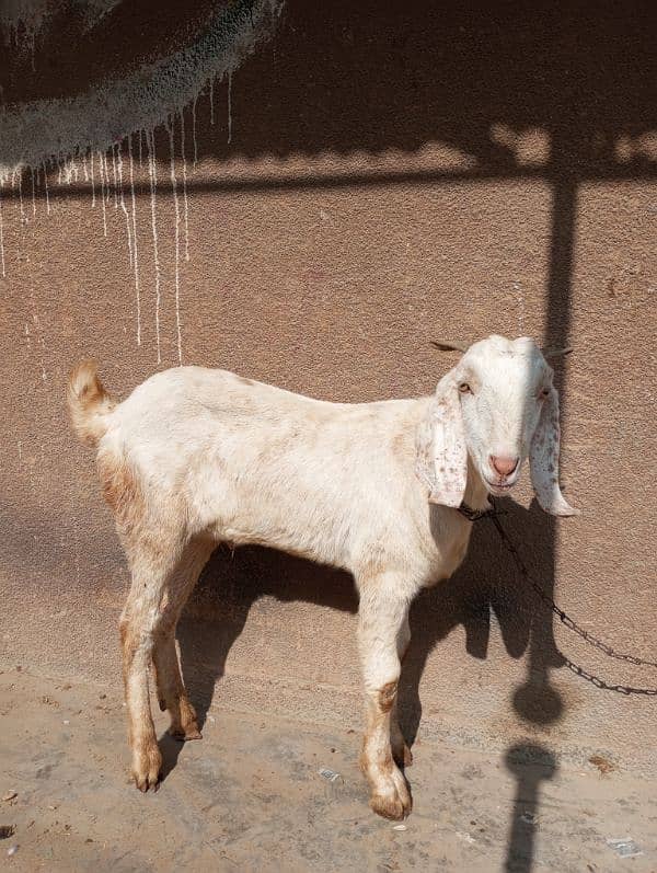 bakra for sale 7