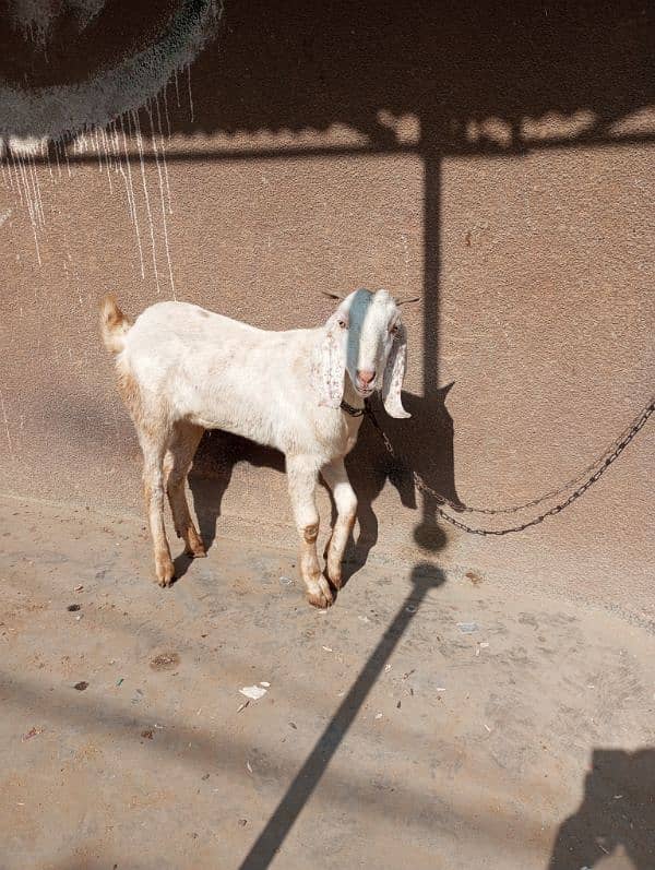 bakra for sale 8