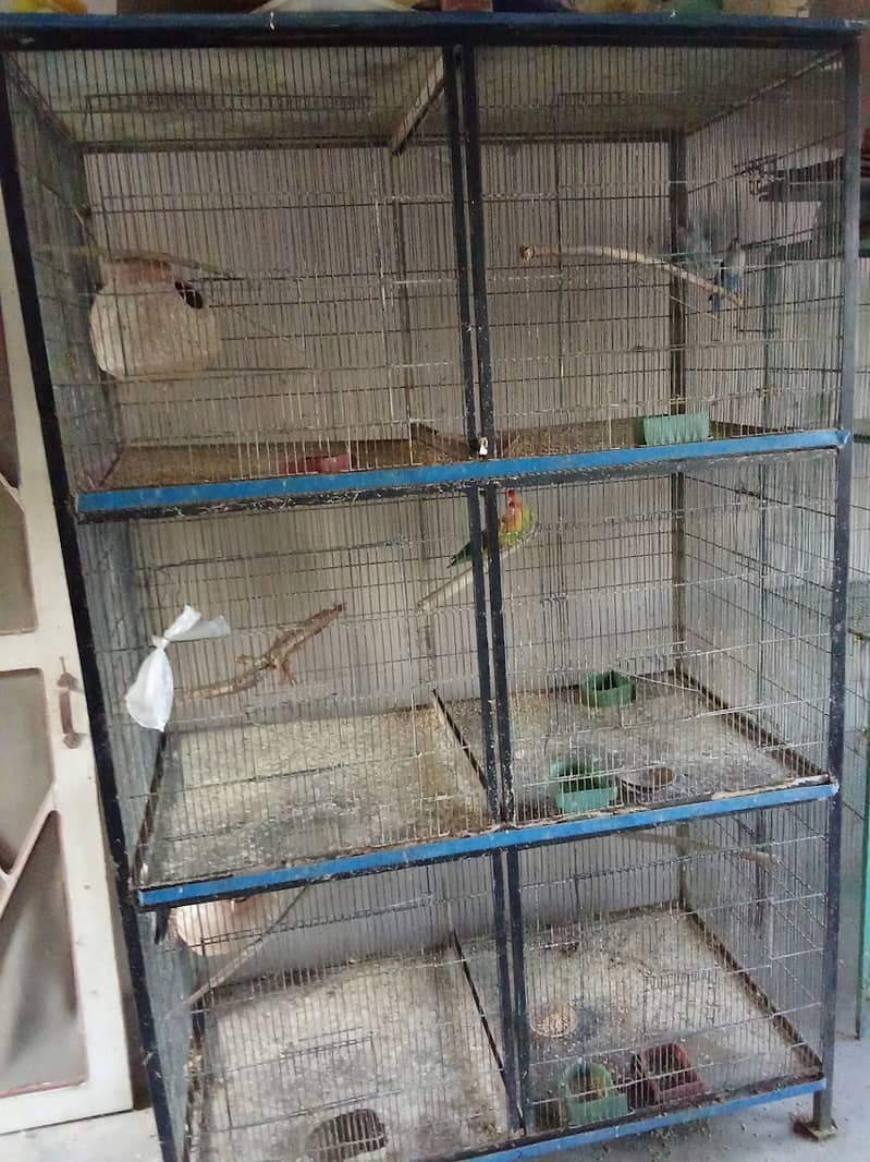 Discount Deal Coloured Cage,Fisher,pasnata,lutino breeder pairs 12