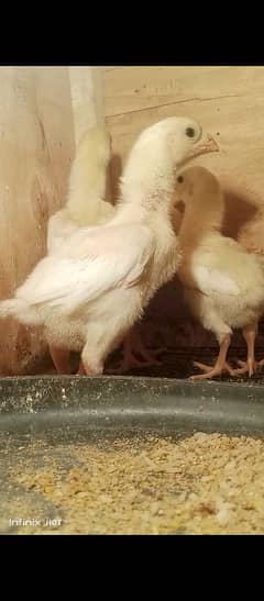 aseel King white shamo chicks long height