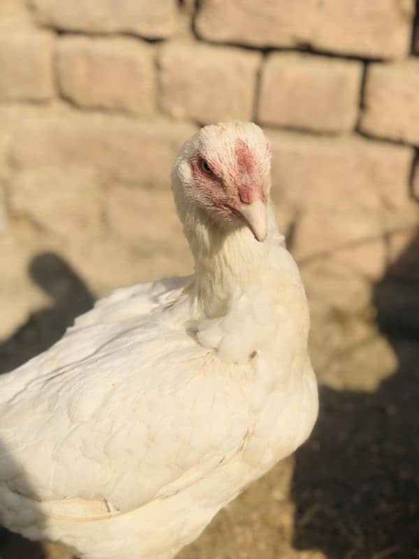 Best aseel white hen for sale 0